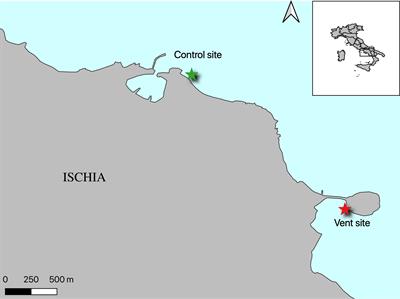 Investigation of the molecular mechanisms which contribute to the survival of the polychaete Platynereis spp. under ocean acidification conditions in the CO2 vent system of Ischia Island (Italy)